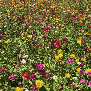 Meet your Posher, Joy